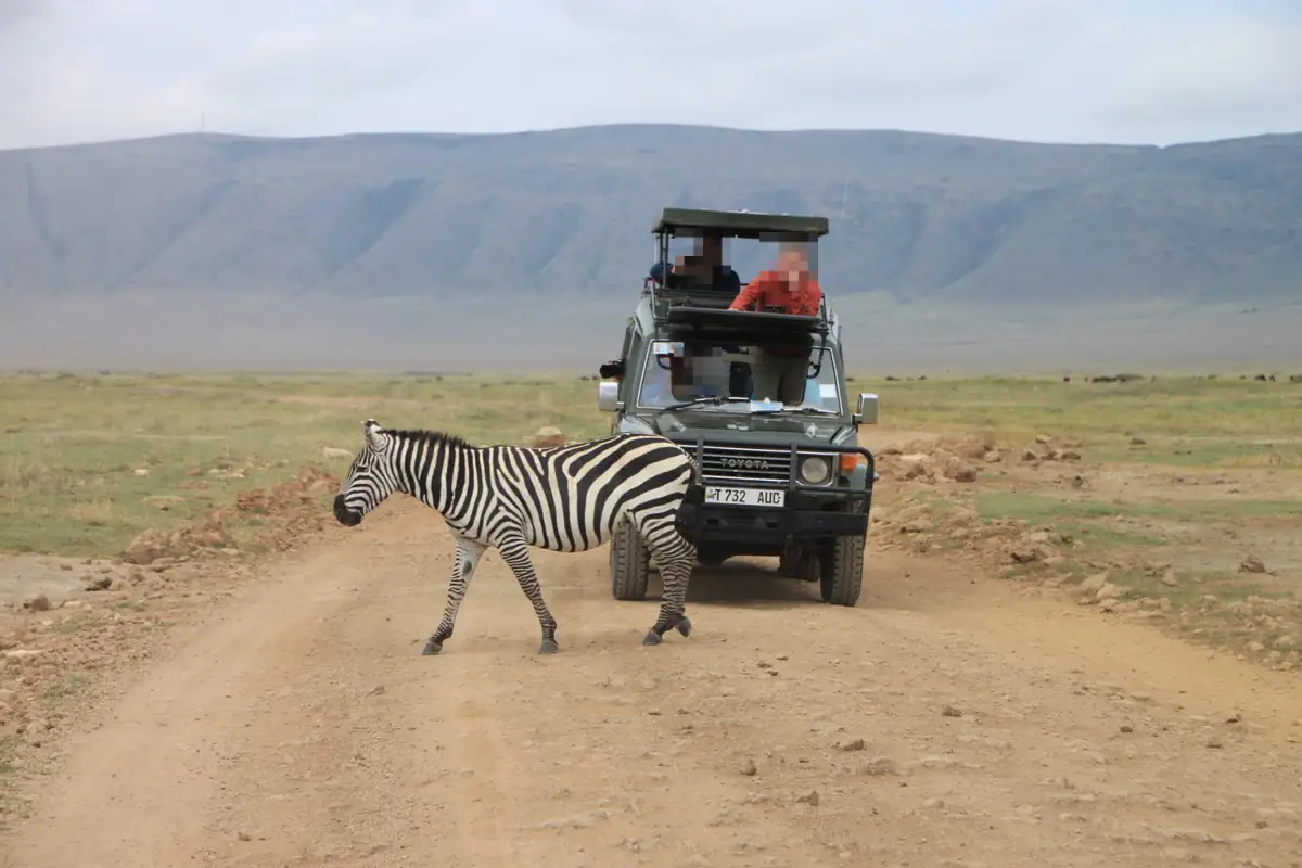 シマウマとサファリカー