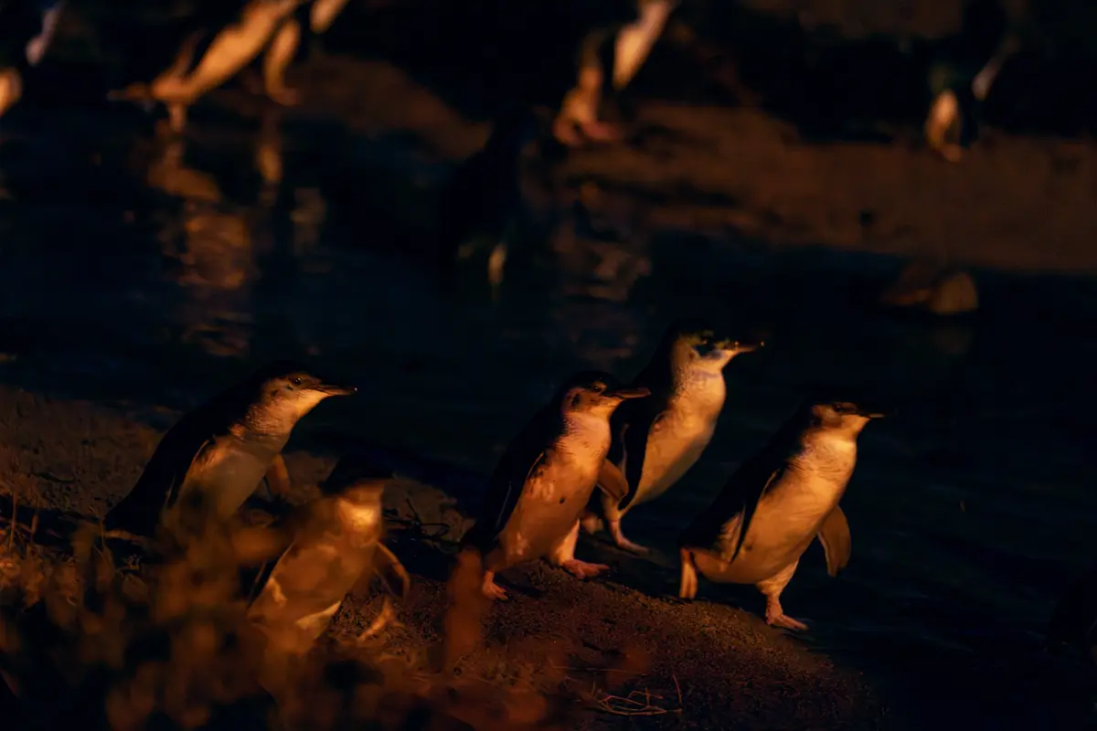 フィリップ島の夜の海岸を歩く複数の小さなペンギン