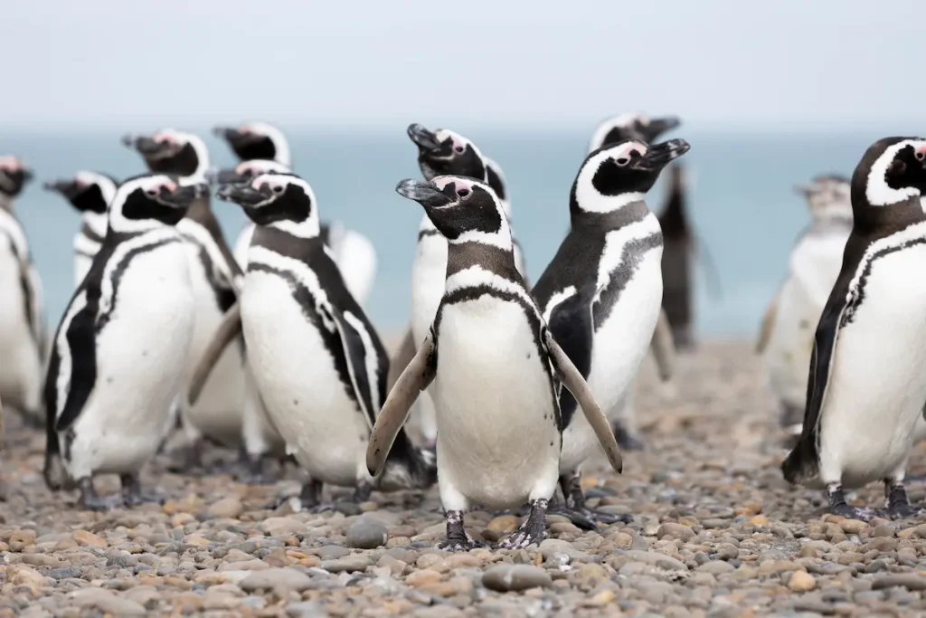 ▶︎ ペンギンやクジラなど海の生き物を見たい