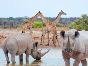 世界のサファリ・野生動物旅行