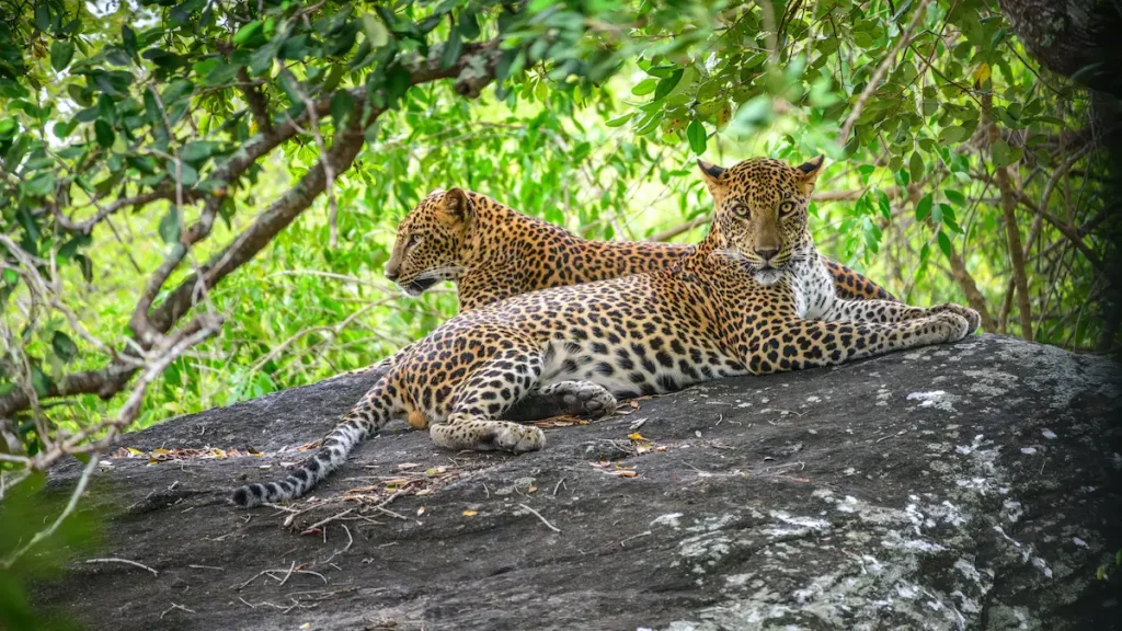 ▶︎ スリランカ｜ヒョウとゾウを探すアジアのサファリ