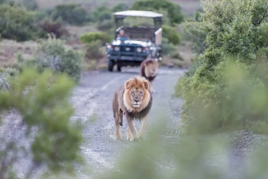 ▶︎ ライオン・ゾウ・キリンを見たい