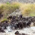 ケニア・タンザニアのヌー大移動で大群が川を渡る迫力あるサファリ風景